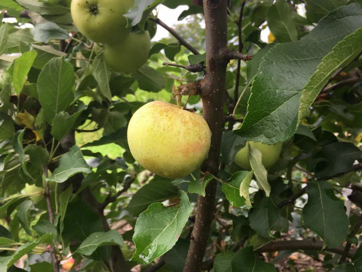 Apple - Malus 'Sweet Coppin'
