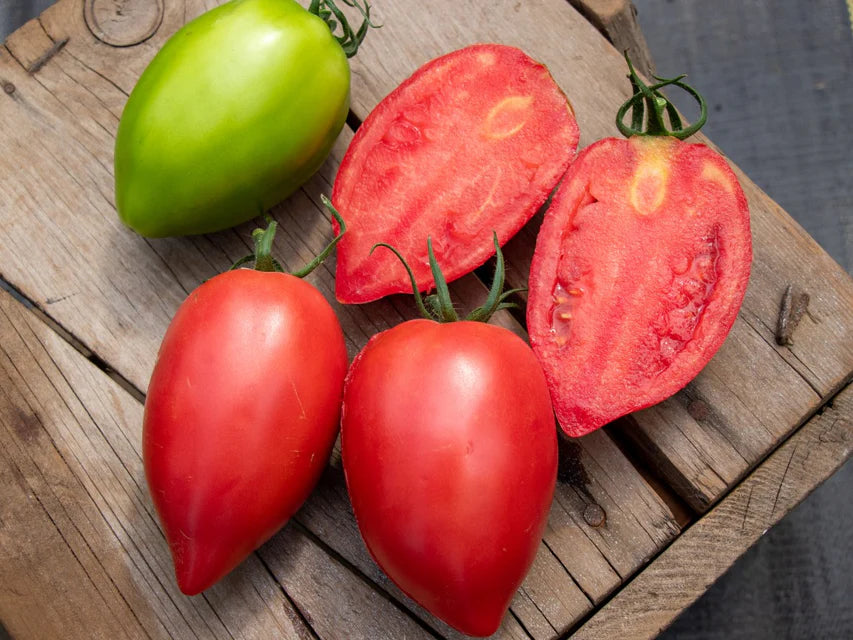 Tomatoes - Rugby F1