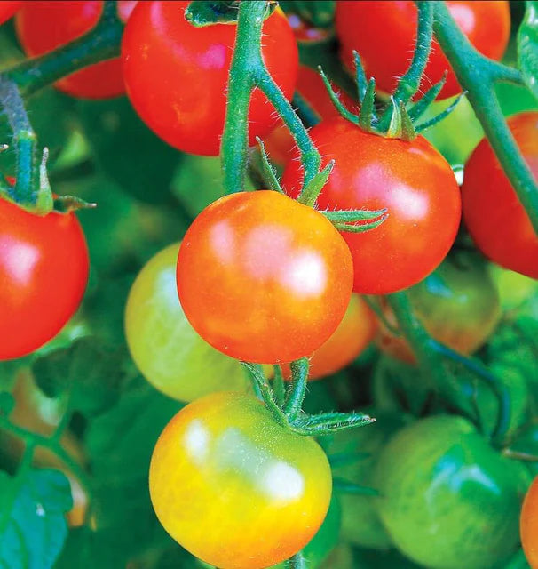 Tomatoes - Tumbler Cherry