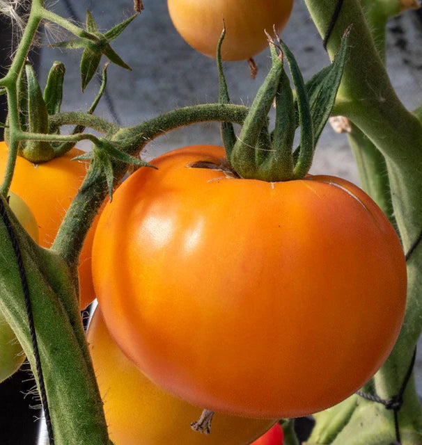 Tomatoes - Old German - Certified Organic
