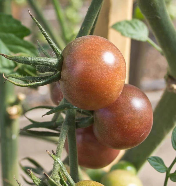 Tomatoes - Black Cherry