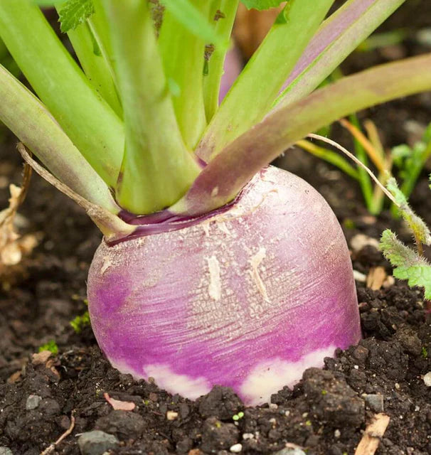 Turnips - Purple Top White Globe