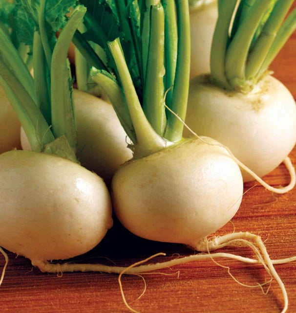 Turnips - Hakurei