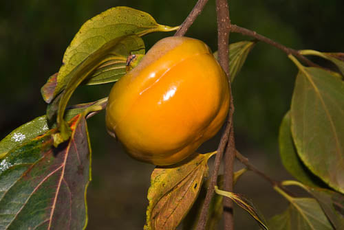Persimmon-Diospyros kaki 'Tamopan'