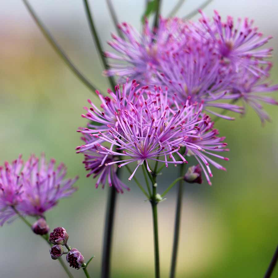 Thalictrum aquilegifolium 'Nimbus Pink'