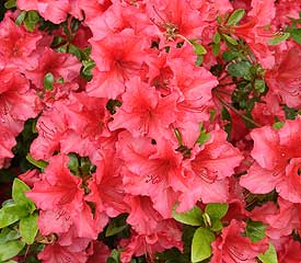 Azalea 'Vuyk's Scarlet'