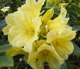 Rhododendron 'Yellow Petticoats'