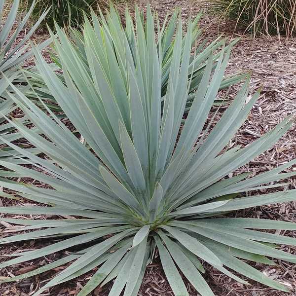 Yucca filamentosa 'Silver Anniversary'