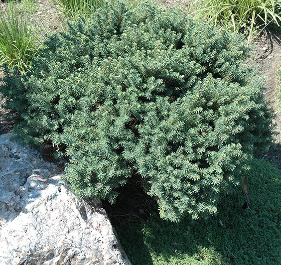 Picea omorika 'Karel'