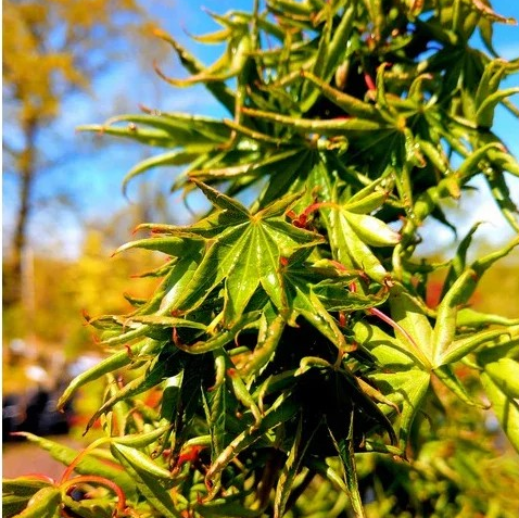 Acer palmatum 'Kurui Jishi'