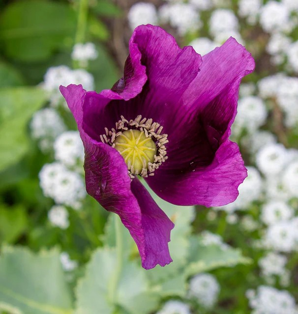 Poppies - Hungarian Blue