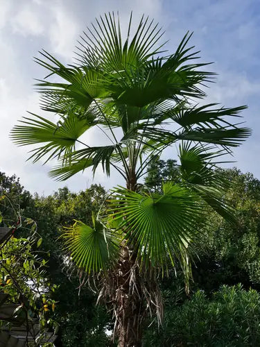 Trachycarpus latisectus