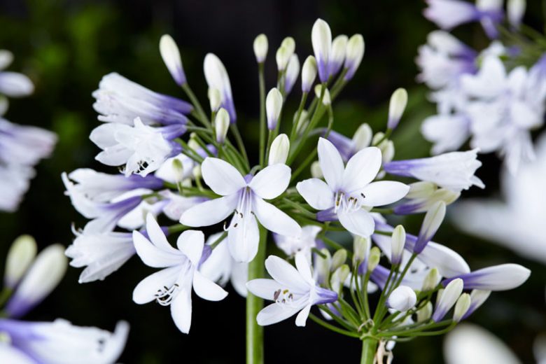 Agapanthus 'Twister'