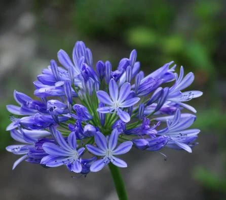Agapanthus 'Blue Triumphator'