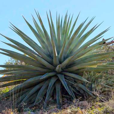 Agave chrysantha 'Giant'