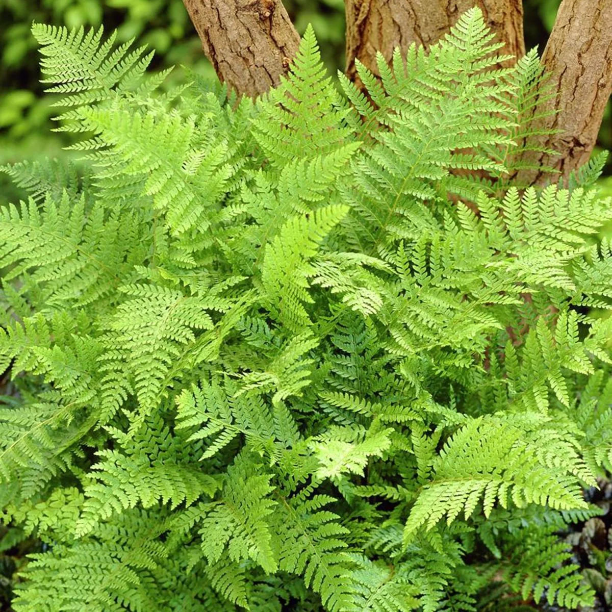 Polystichum setiferum
