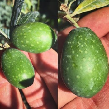 Olea europaea 'Black Pearl'