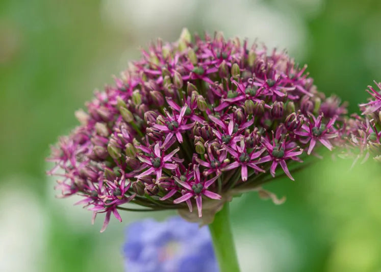Allium atropurpureum