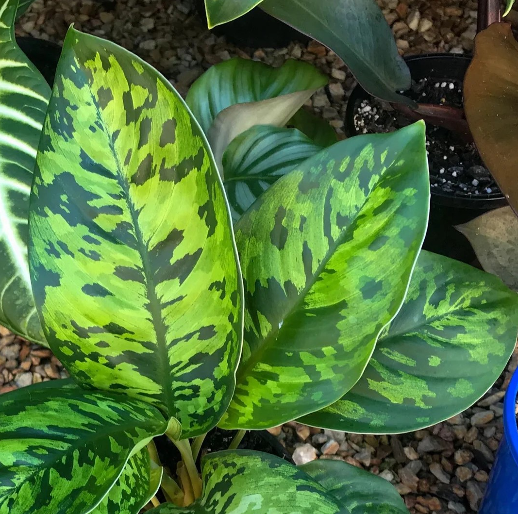 Hanolomena 'Camouflage'