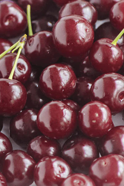 Cherry - Prunus avium 'Angela'