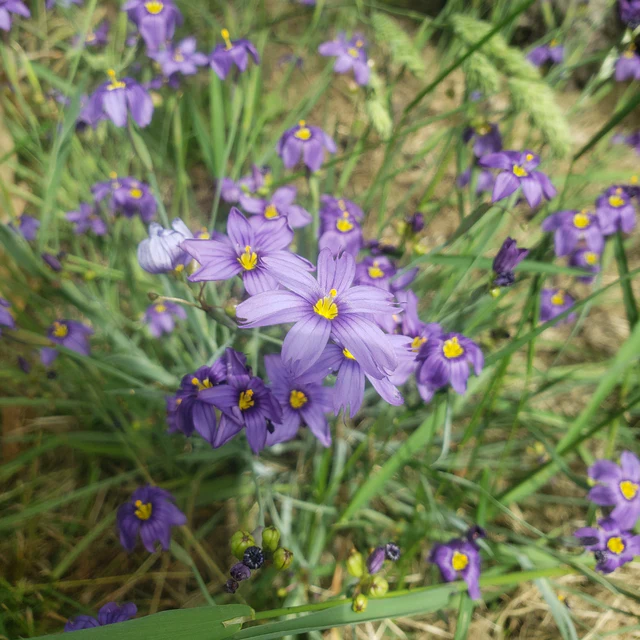 Sisyrinchium - Western Blue-Eyed Grass