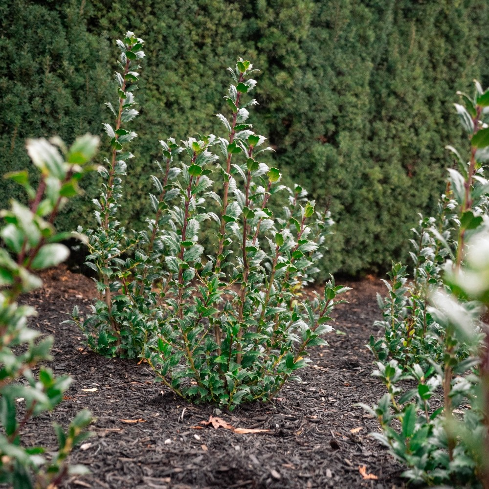 Ilex x 'Great Neighbor'