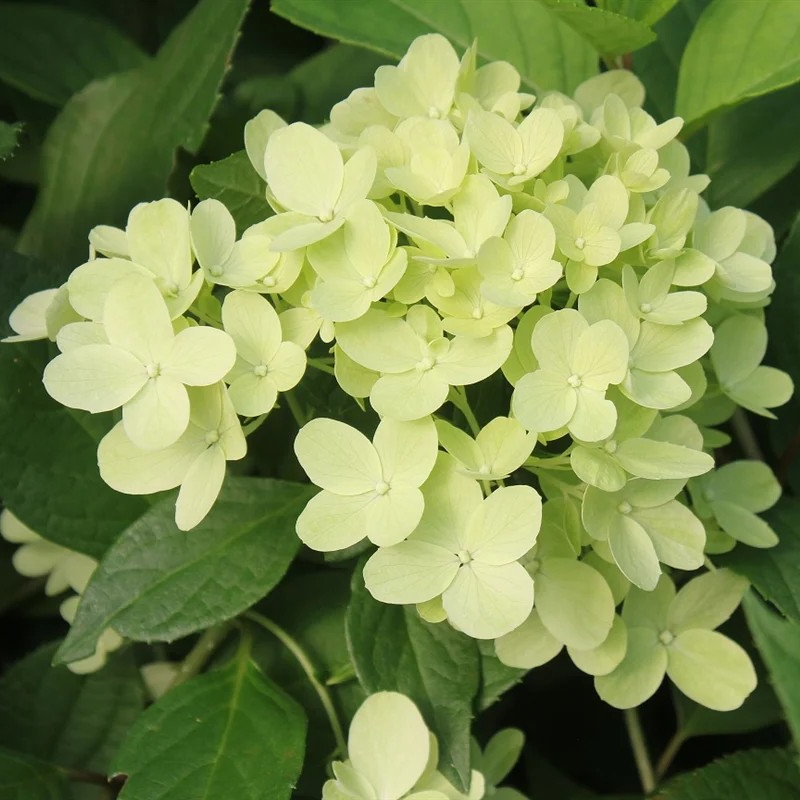 Hydrangea paniculata 'Graffiti'