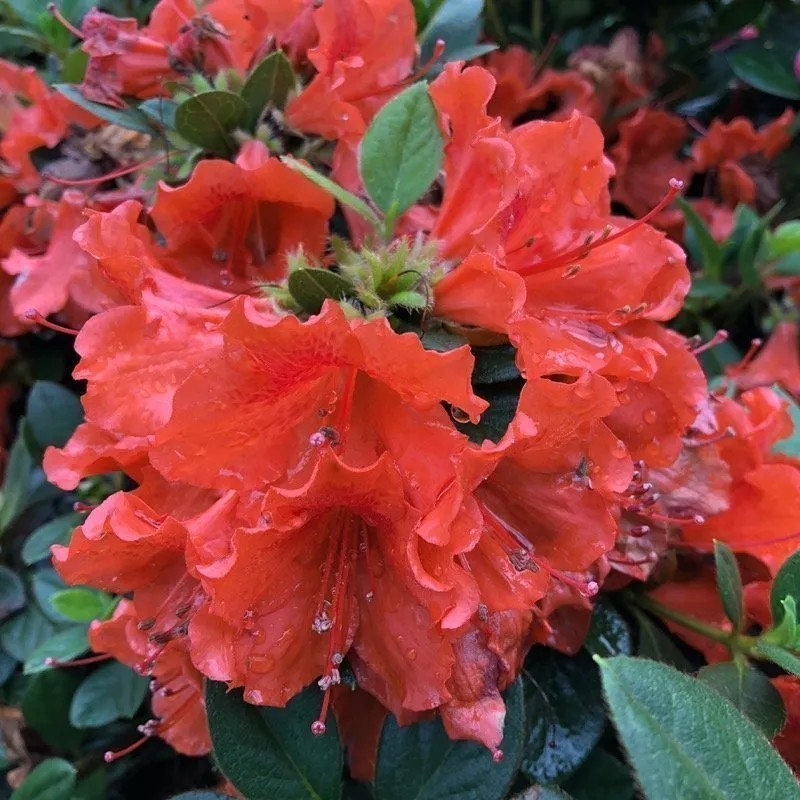 Azalea 'Perfect Mundo Orange'