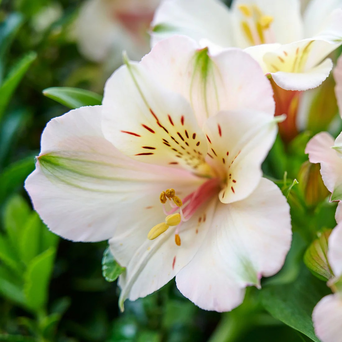 Alstroemeria 'Beach Valley'