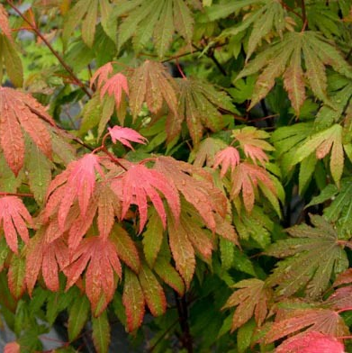 Acer circinatum 'Kisetsu Dore'