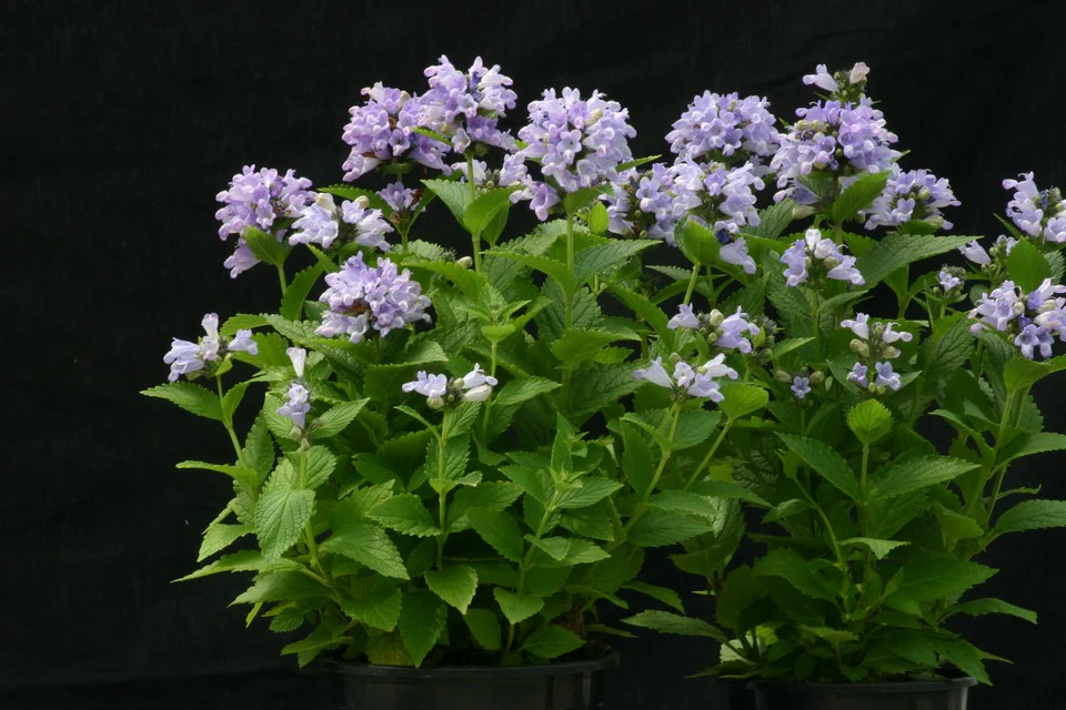 Nepeta - Blue Panther