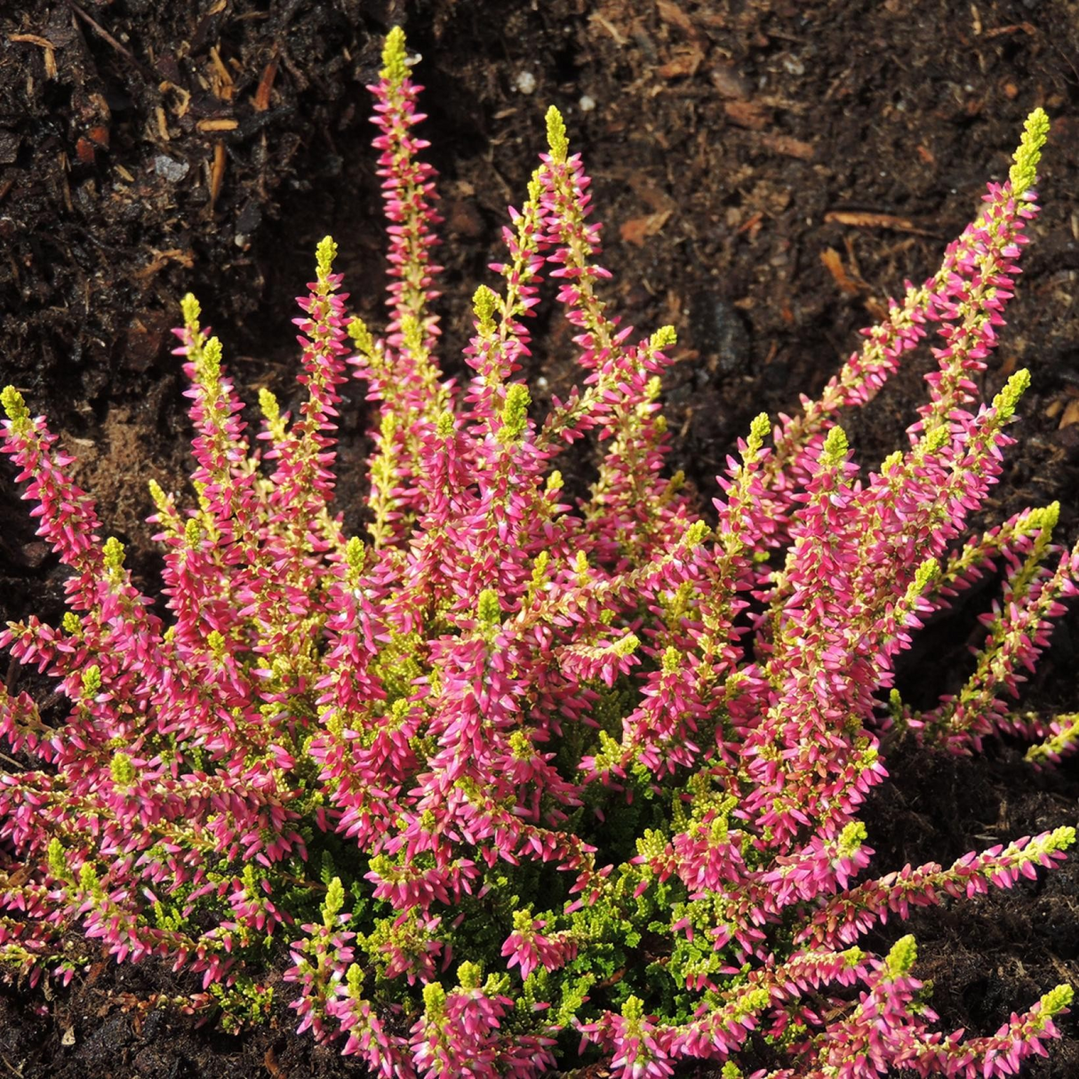 Calluna vulgaris 'Golden Angie'
