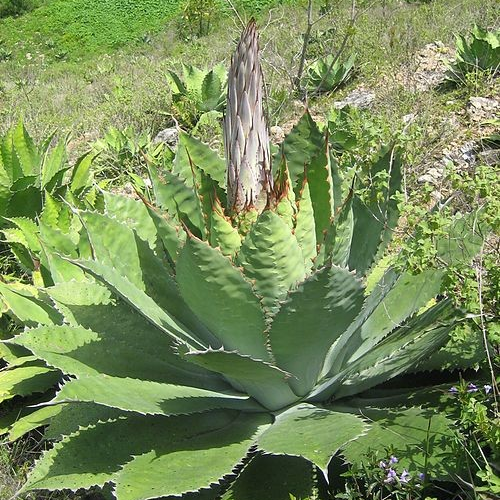 Agave cupreata