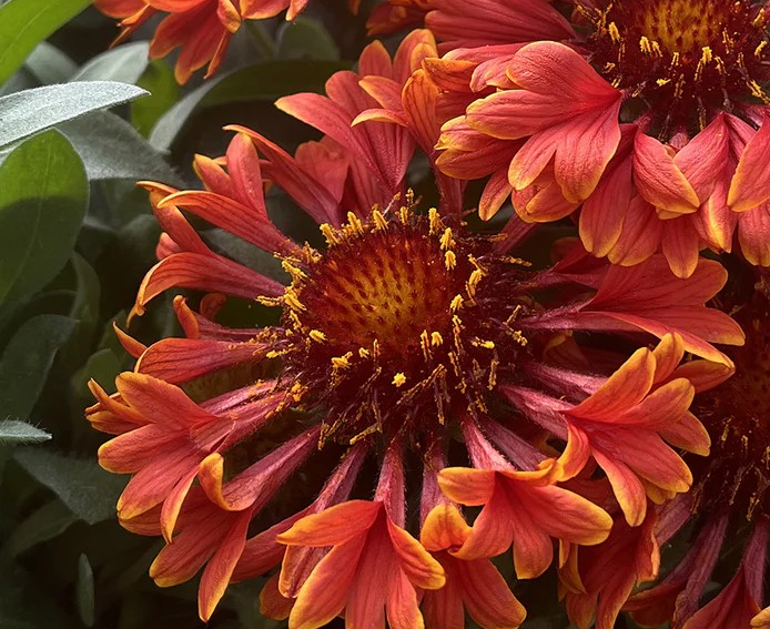 Gaillardia 'Spintop Mariachi Red Sky'