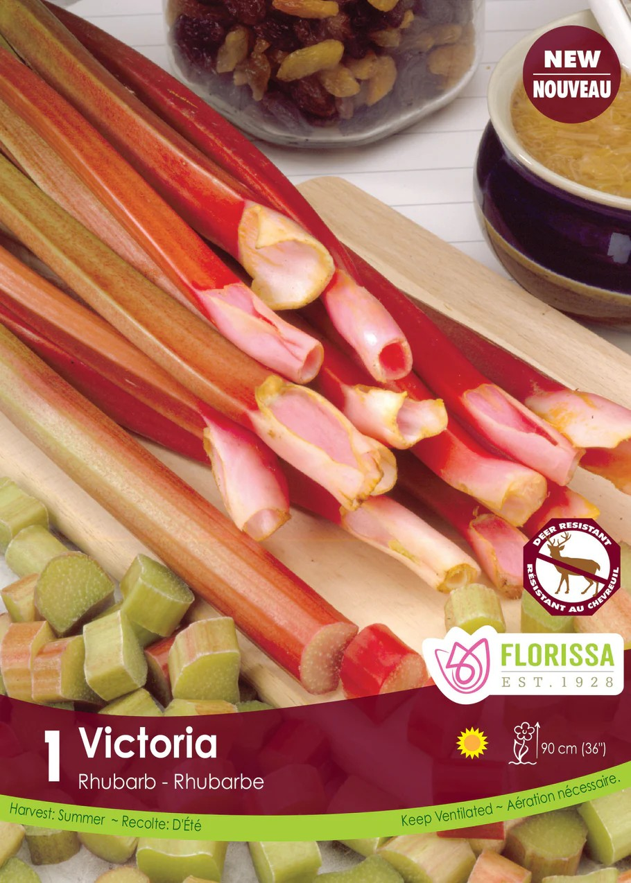 RHUBARB 'Victoria'