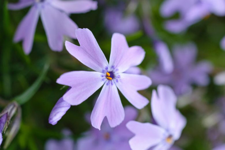 Phlox subulata 'Cushion Blue'