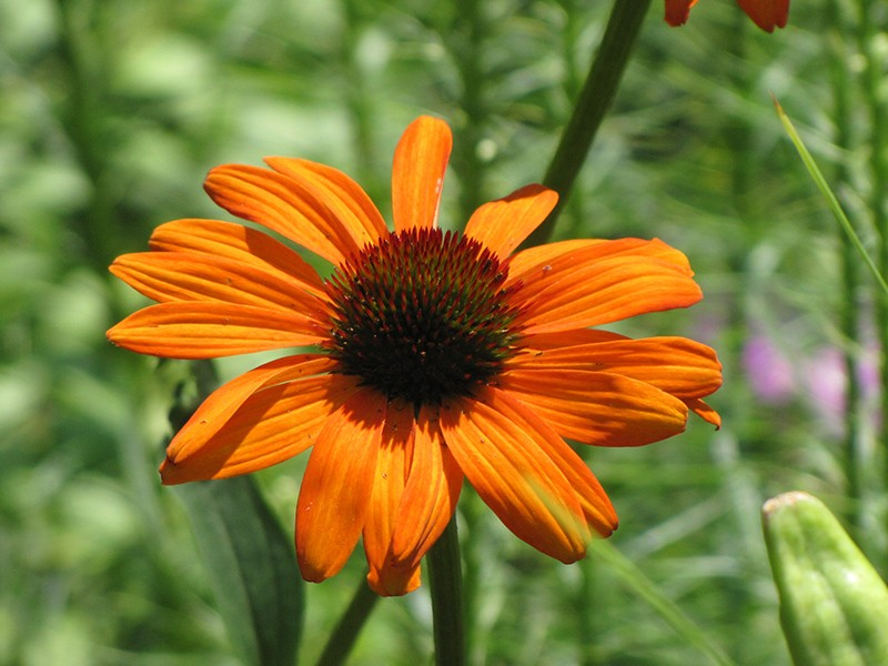 Echinacea purpurea 'Tiki Torch'