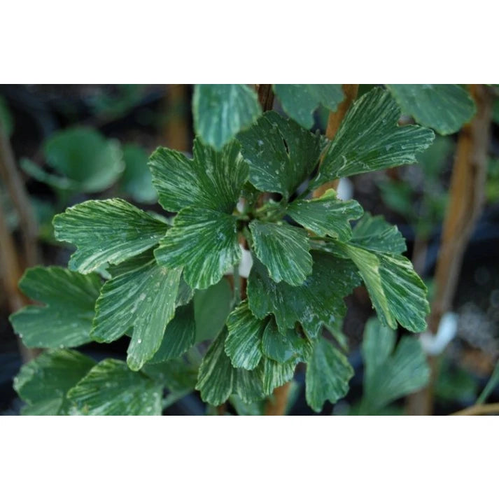 Ginkgo biloba 'Beijing Gold'