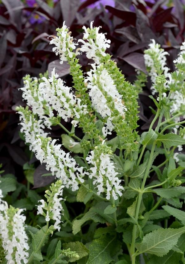 Salvia nemorosa 'Swifty White'