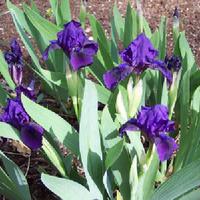 Iris pumila 'Little Shadow'
