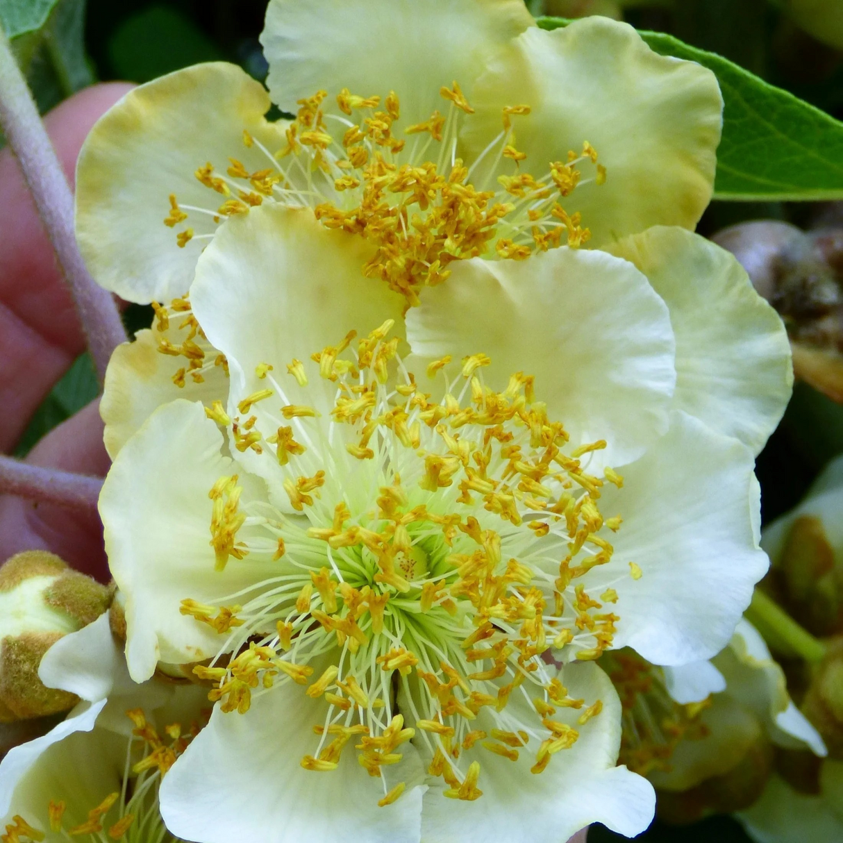 Actinidia deliciosa 'Matua'