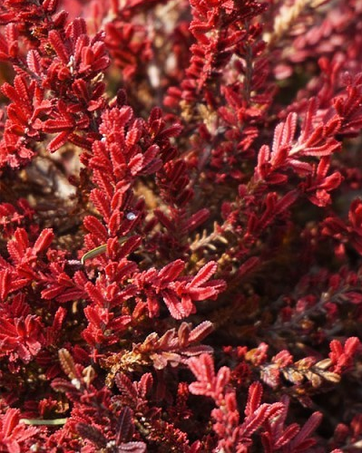 Calluna vulgaris 'Blazeaway'