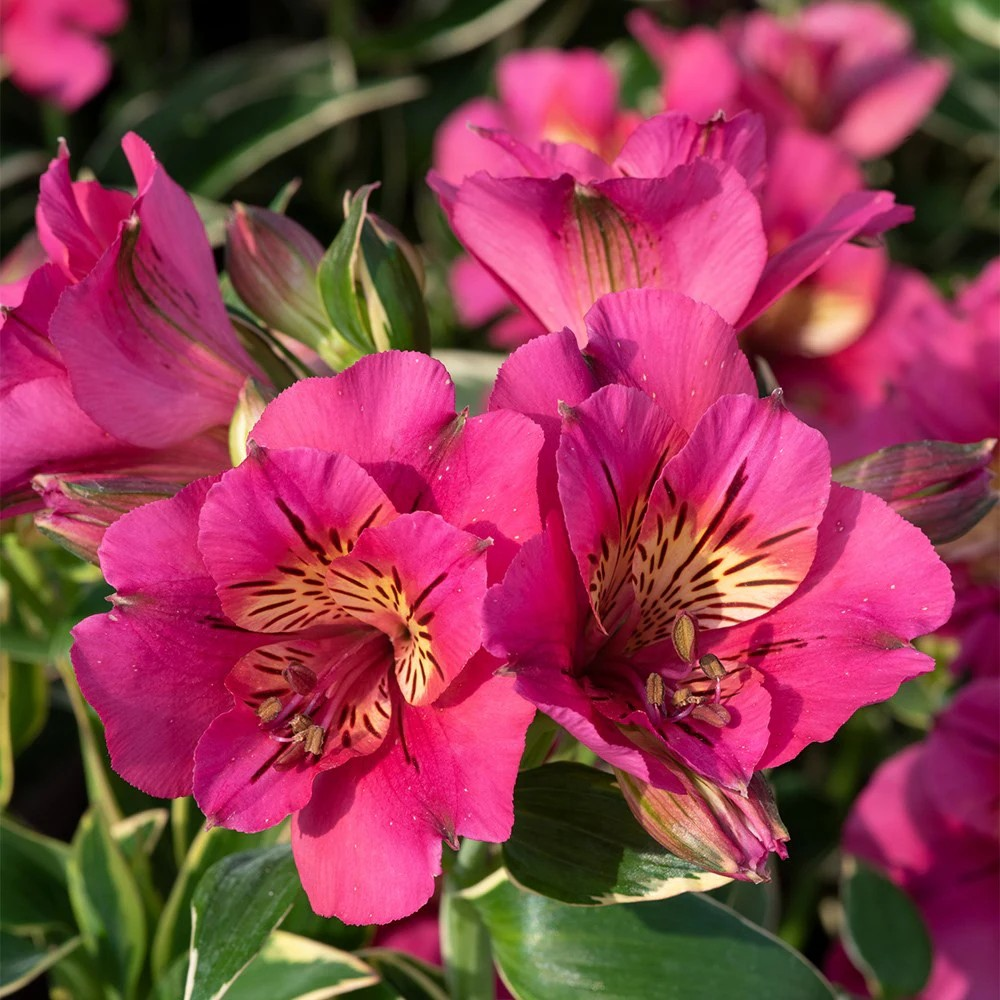 Alstroemeria 'River Valley'