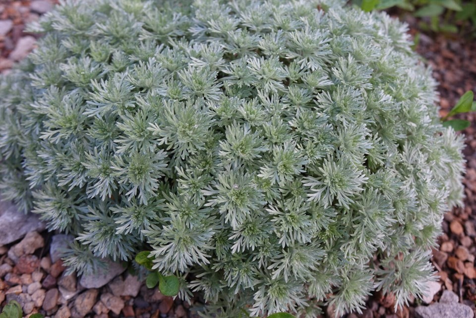 Artemisia schmidtiana 'Nana'