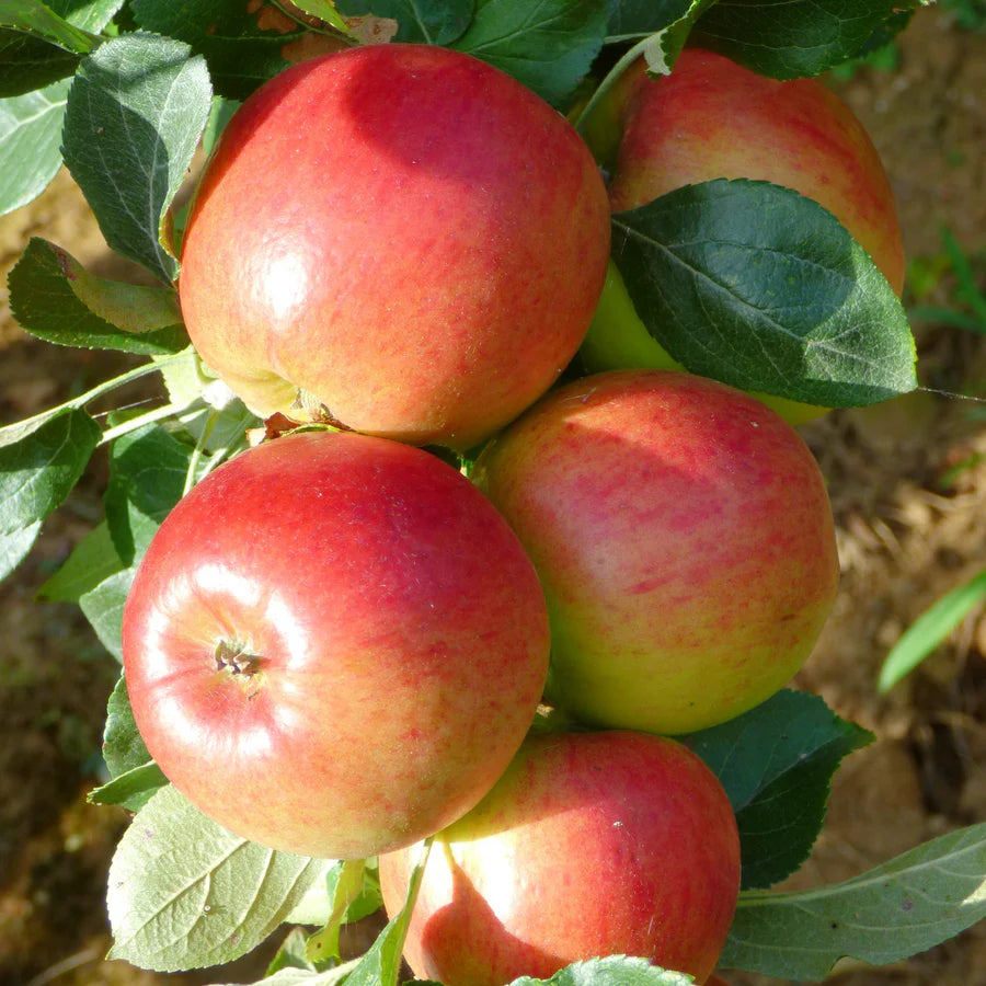 Apple - Malus Colonnade 'Mac'