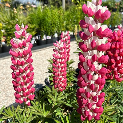 Lupine 'West Country Rache D Thane'