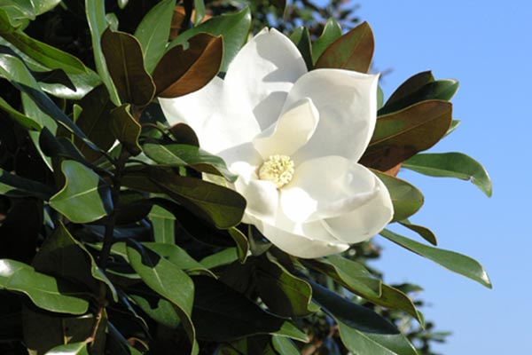 Magnolia grandiflora 'Miss Chloe'