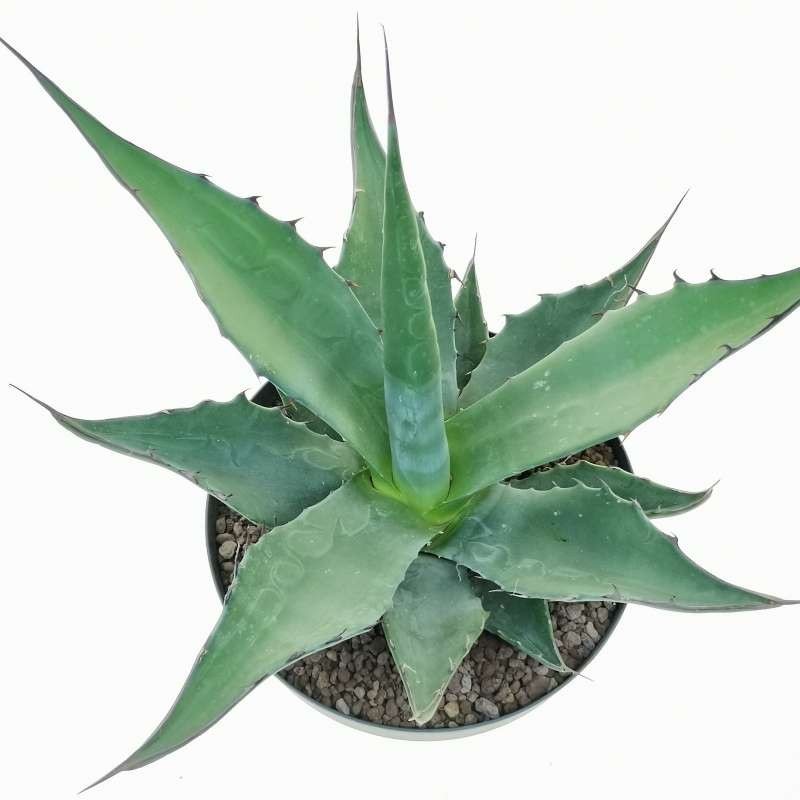 Agave gentryi