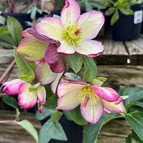 Helleborus orientalis 'Picotee'