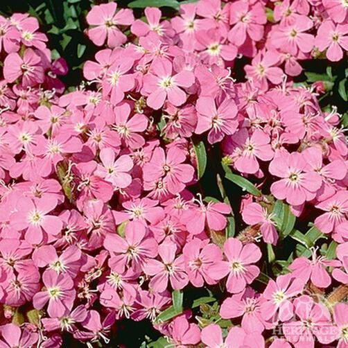 Saponaria 'Bressingham Pink'